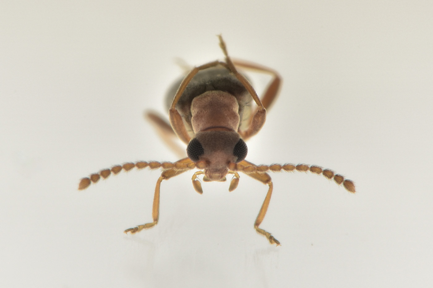 Aderidae: Otolelus sp? Sì, cfr. ruficollis
